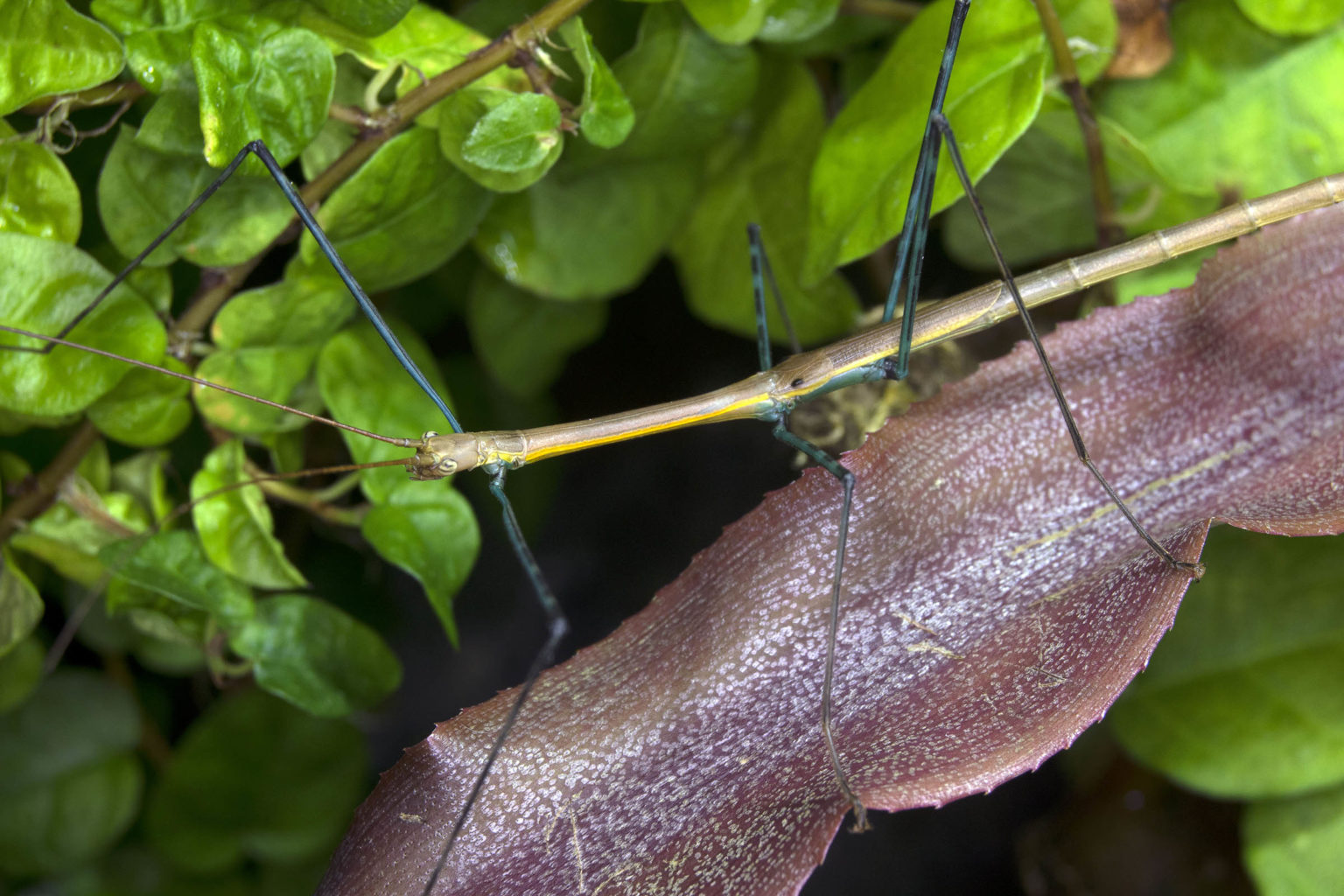 Cat Tien Stick Insect Marmessoidea Sp Cat Tien Small Exotic Farm