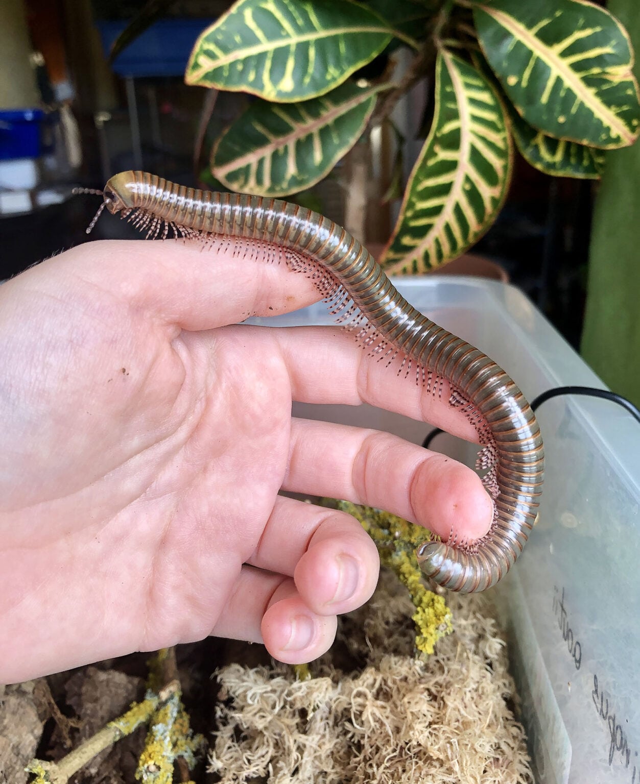Giant Olive Millipede Telodeinopus Aoutii Small Exotic Farm